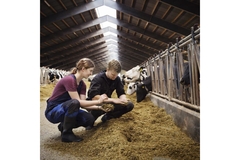 Image Cow farm.